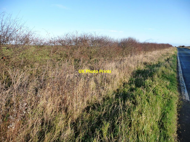 Photo 6"x4" Winter hedgerow Hunmanby c2011