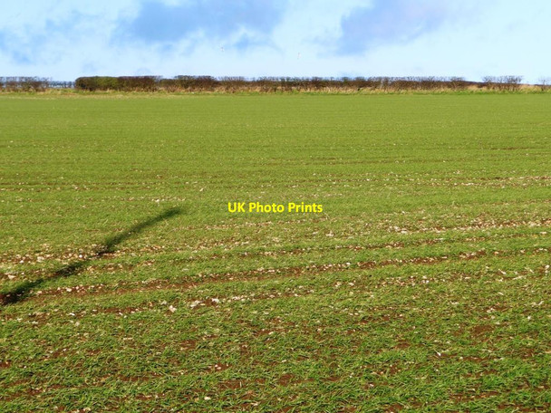 Photo 6"x4" Crop field, north-west side of the Hunmanby Road Wold Newton\/TA0473 c2011