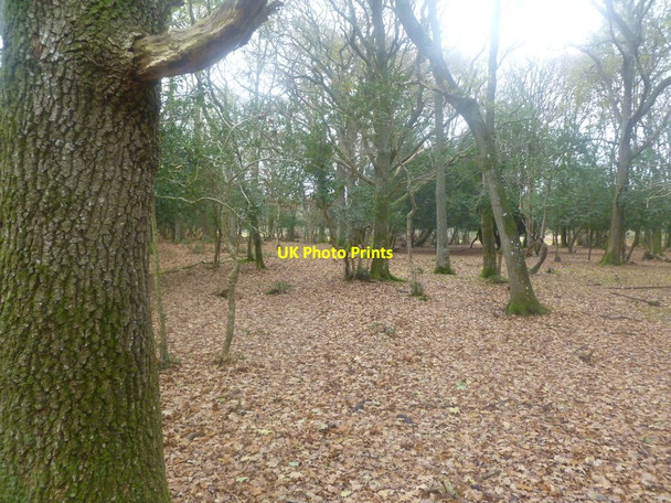 Photo 6"x4" Burley Lawn, woodland Burley Lawn c2011