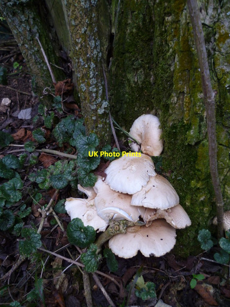 Photo 6"x4" Fungus on tree Burpham\/TQ0408 c2011