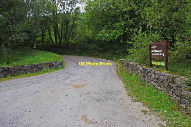 Photo 6"x4" Ballycuggaran Forest Recreation Area - access road from R463 road, near Killaloe, Co. Clare Killaloe c2011