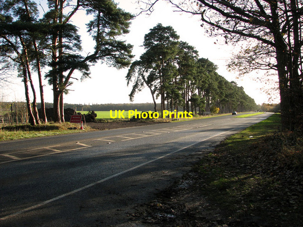 Photo 6"x4" Tall pine trees beside the B1106, Elveden Elveden c2011