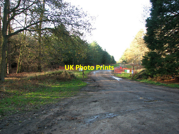 Photo 6"x4" Track to Elveden Warren, Elveden Elveden c2011