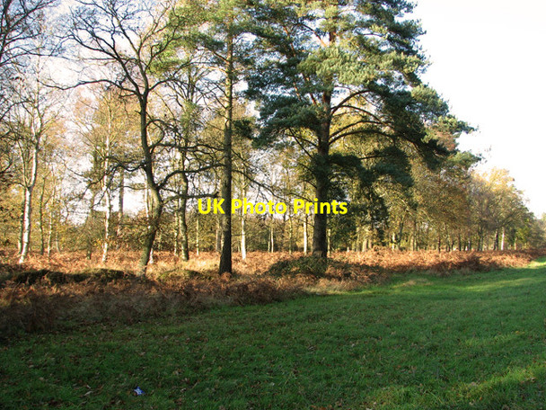 Photo 6"x4" Trees on the edge of Elveden Warren, Elveden Elveden c2011