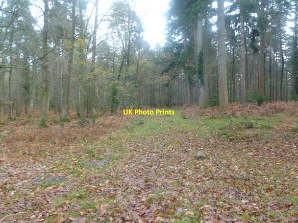 Photo 6"x4" Burley New Inclosure, forestry track Burley Lawn c2011