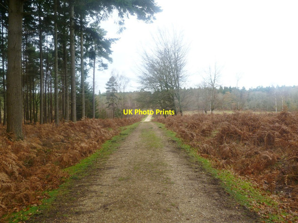 Photo 6"x4" Burley Old Inclosure, cycle trail Burley Lawn c2011
