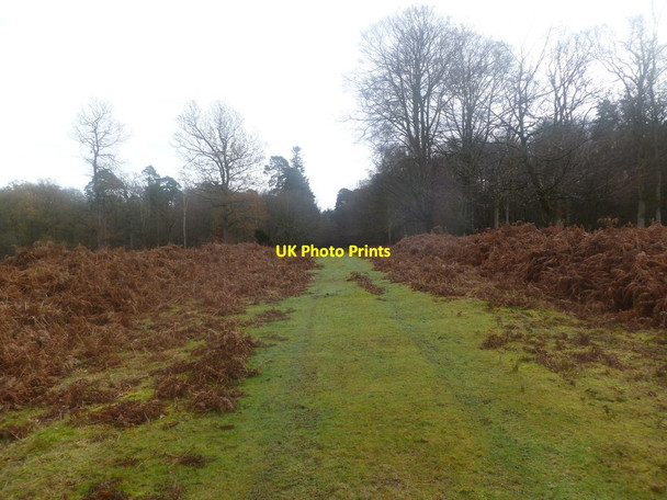 Photo 6"x4" Burley Old Inclosure, forestry track Burley Lawn c2011