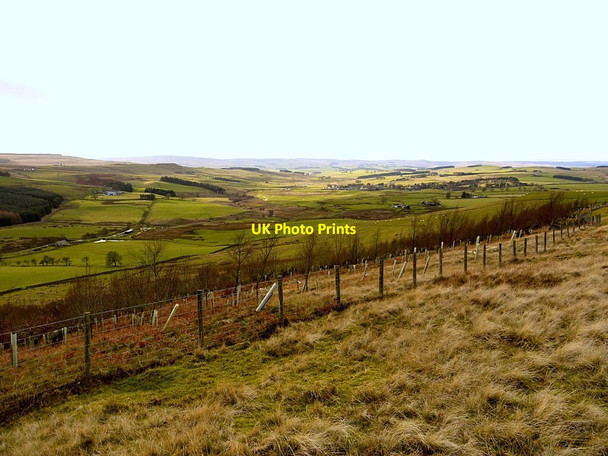 Photo 6"x4" New woodland above Whiskershiel  Farm Elsdon\/NY9393 c2011