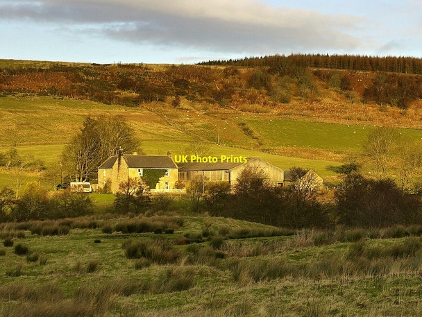 Photo 6"x4" Whiskershiel Farm Elsdon\/NY9393 c2011