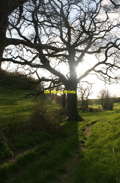 Photo 6"x4" Tree Near Newton Park Clays End c2010