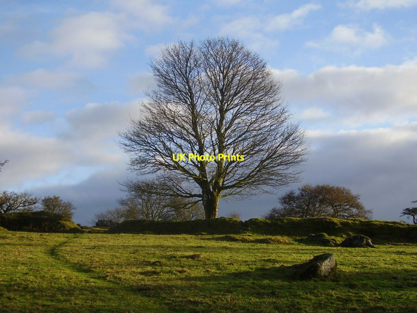 Photo 6"x4" A tree in winter Sheepstor c2011