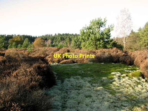 Photo 6"x4" Heathland on the edge of Warren Wood, Thetford Thetford\/TL8783 c2011