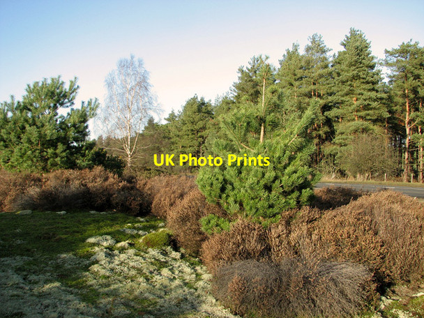 Photo 6"x4" The B1107 past Warren Wood, Thetford Thetford\/TL8783 c2011