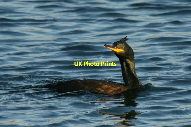 Photo 6"x4" Are you lookin' at me......? Lossiemouth c2011