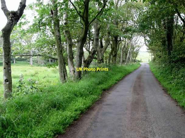 Photo 6"x4" Tree-lined section of Point Road Killough c2011