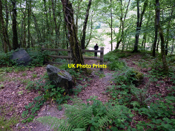 Photo 6"x4" Path through trees near Grogwynion Nature Reserve Llanafan c2011