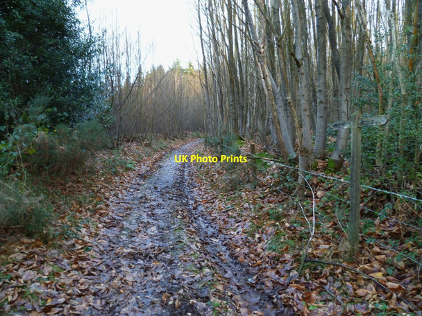 Photo 6"x4" Bridleway through Cairn Wood Trotten Marsh c2011