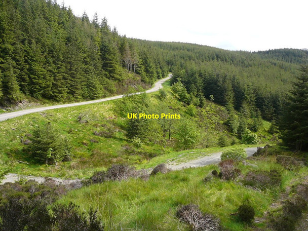 Photo 6"x4" Forest track below Ullister Hill Thornthwaite\/NY2225 c2011