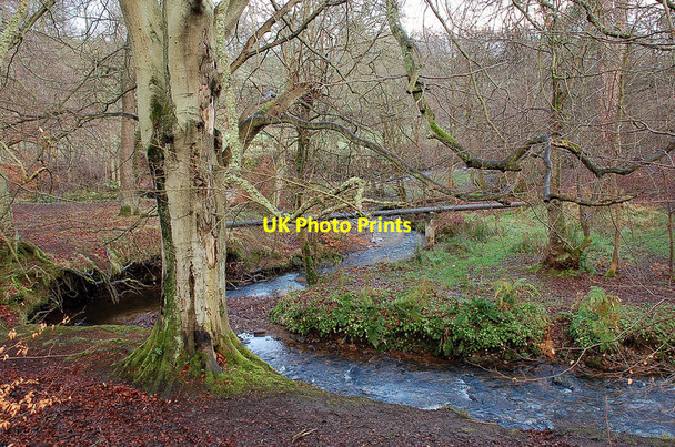 Photo 6"x4" Dean Burn in Lady's Wood, Penicuik Penicuik c2011