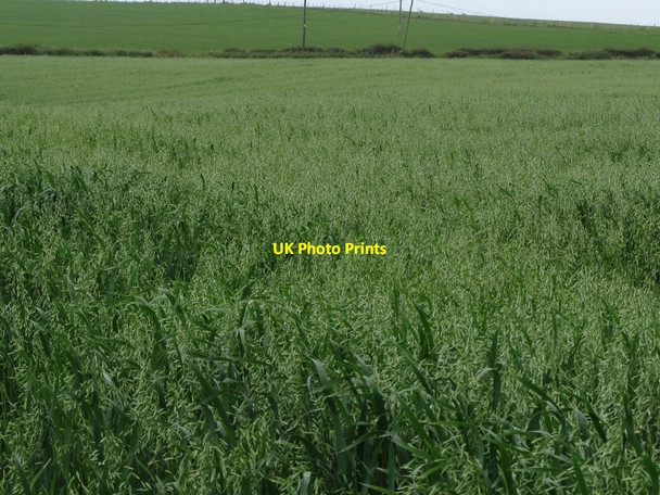 Photo 6"x4" Grainfield east of the Point Road Killough c2011