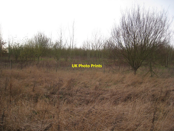 Photo 6"x4" New plantation on former colliery site Bilsthorpe c2011