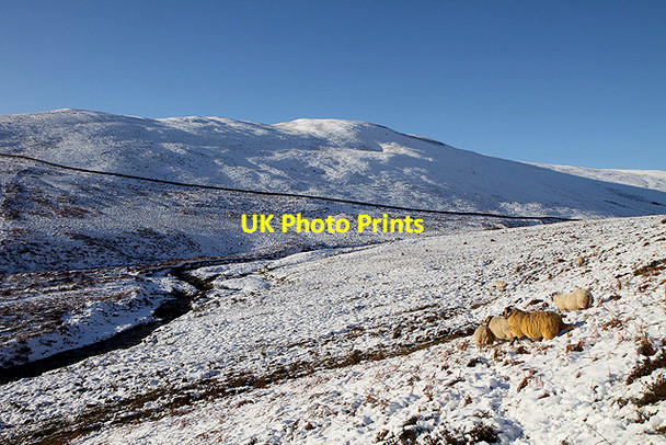 Photo 6"x4" Sheep by the Long Philip Burn Broadmeadows\/NT4130 c2011