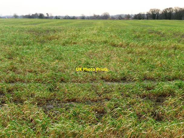 Photo 6"x4" Winter cereals on the edge of Sherburn in Elmet Newthorpe\/SE4732 c2011