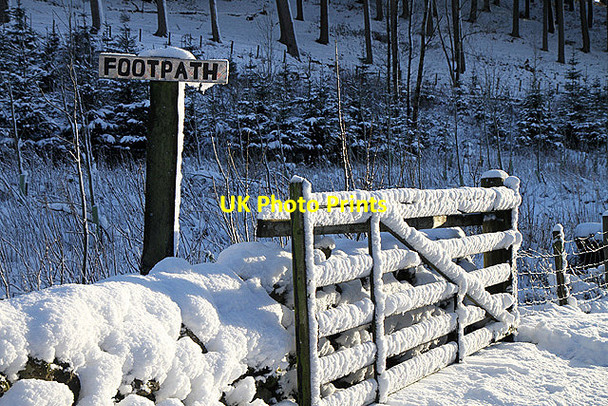 Photo 6"x4" A snow-plastered dyke and gate at Linhope Linhope\/NT4001 c2011