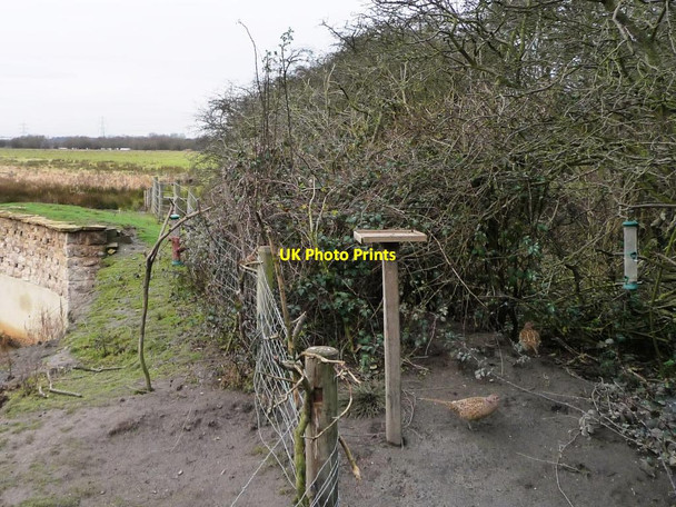 Photo 6"x4" Pheasants at the feeders Castleford c2011
