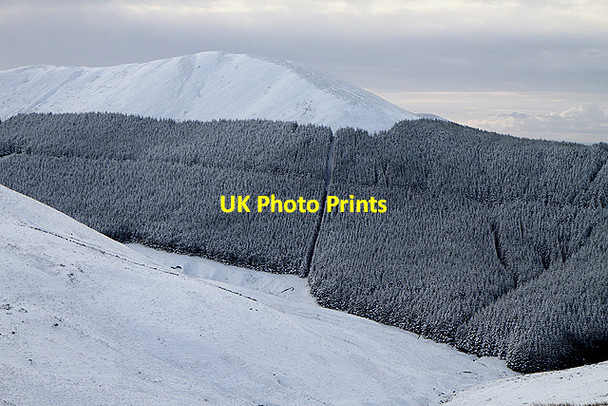 Photo 6"x4" Forestry on Ellson Fell Linhope\/NT4001 c2011