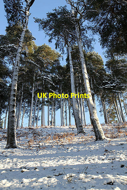 Photo 6"x4" Scots Pine trees at Linhope Linhope\/NT4001 c2011