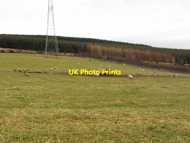 Photo 6"x4" Sheep, Jericho Colpy c2011