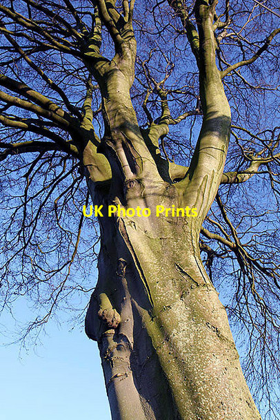 Photo 6"x4" A beech tree near Clifton Farm Town Yetholm c2011