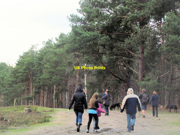 Photo 6"x4" A Winter's Afternoon on Cockcrow Hill, Wisley Common Wisley c2011