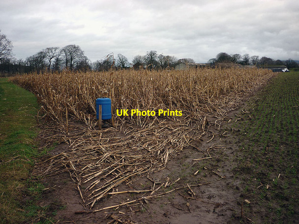 Photo 6"x4" Unharvested maize at Nateby Hall Ford Green\/SD4746 c2011