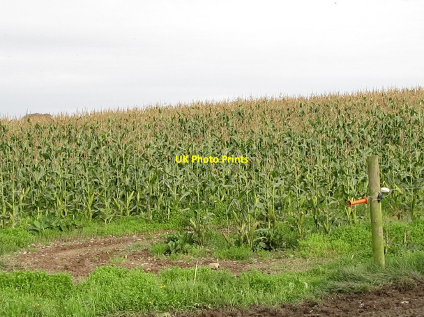 Photo 6"x4" A crop of maize north of Milltown Road Killough c2011