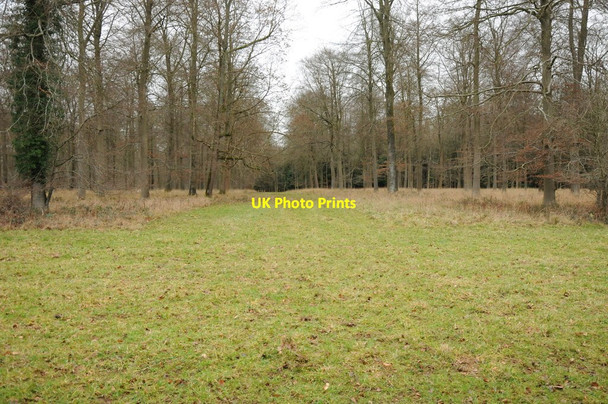 Photo 6"x4" Beech trees in Cirencester Park Coates\/SO9800 c2011