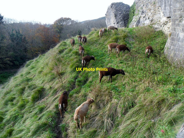 Photo 6"x4" Goats feeding beside Corfe Castle Corfe Castle c2011