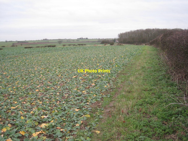 Photo 6"x4" View towards Beckingham Wood Beckingham\/SK7790 c2011