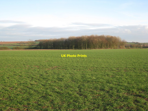Photo 6"x4" View towards a plantation near Clayworth Clayworth c2011