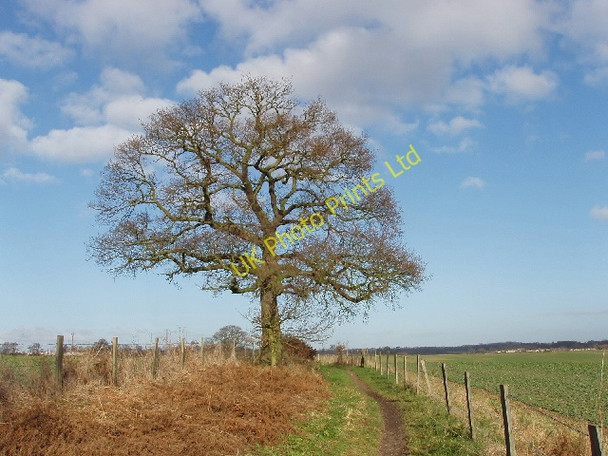 Photo 6"x4" Oak tree near Denham West Hyde\/TQ0391 c2006