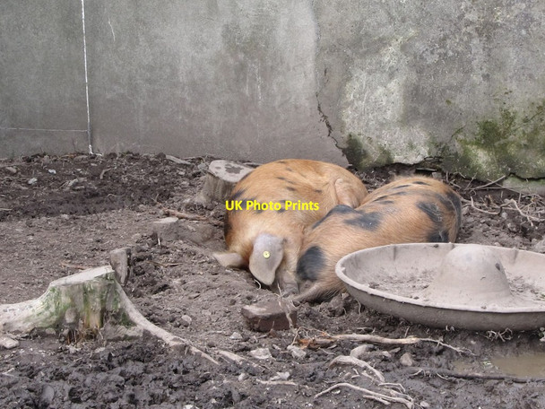 Photo 6"x4" Contentment in a Ballylucas Farmyard Downpatrick c2011