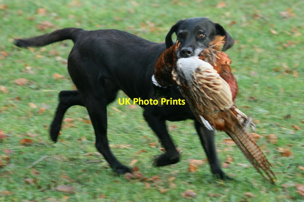 Photo 6"x4" A veteran Labrador and a pheasant Woodside\/NJ0555 c2011