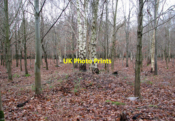 Photo 6"x4" Plantation of young trees in Old Hall Wood, Belstead Blacksmith's Corner c2012