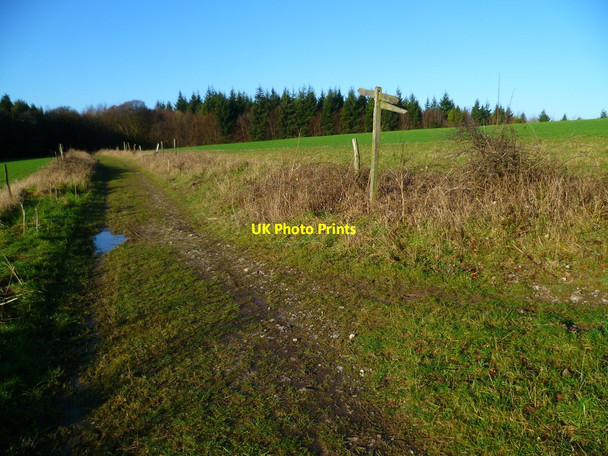 Photo 6"x4" Bridleway junction on Sutton Down Upwaltham c2012