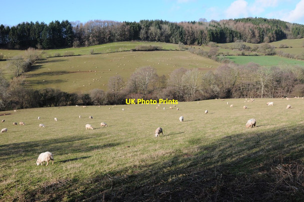 Photo 6"x4" Farmland below Garway Hill White Rocks c2012