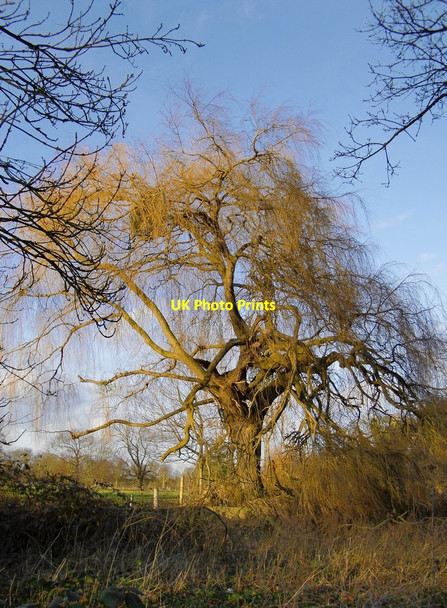 Photo 6"x4" Weeping willow at Ankerwycke Egham c2012