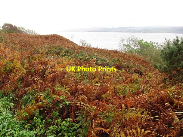 Photo 6"x4" Bracken, Whitefarland Imachar c2011