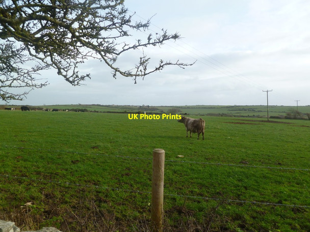 Photo 6"x4" Kingston, cattle grazing Kingston\/SY9579 c2012