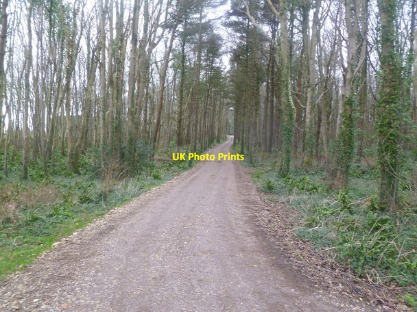 Photo 6"x4" Kingston, forestry road Kingston\/SY9579 c2012